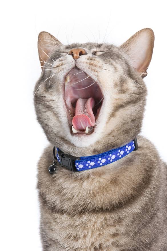 cat-in-blue-collar-yawning-SW Cat in blue collar yawning.