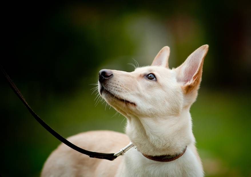 dog-looking-at-owner Dog on black leash outdoors looking up