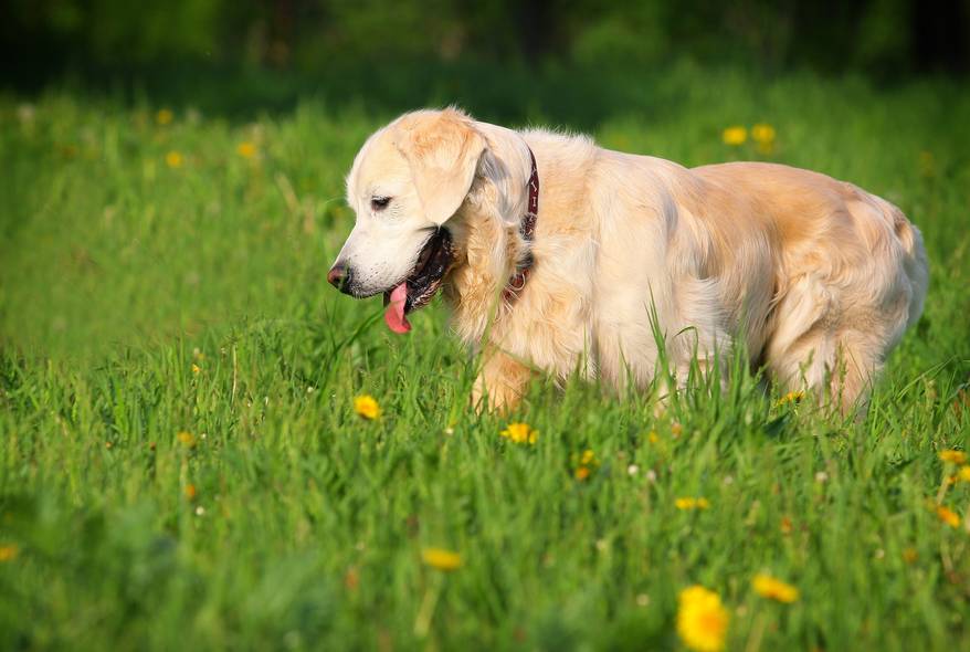 golden-retriever-walks-in-dandelion-field Golden retriever walks in a field filled with dandelions.