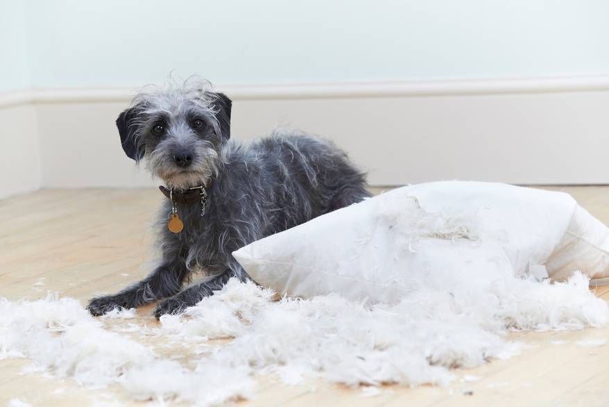 gray-dog-next-to-torn-up-pillow Scruffy gray dog next to a pillow with fluff coming out of it.
