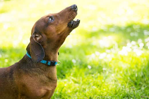 Howling Dachshund dog 
