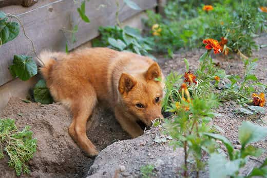 Orange Shibu Inu dog digs in a garden.