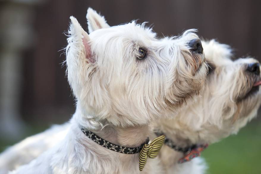 two-westies-looking-up Two West Highland White Terriers looking up outside.