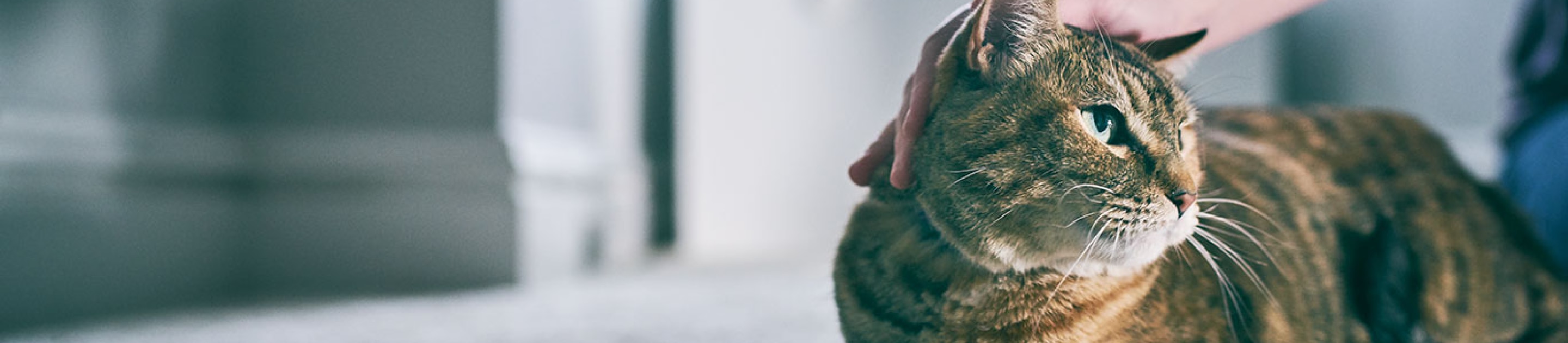 Owner petting cat on floor