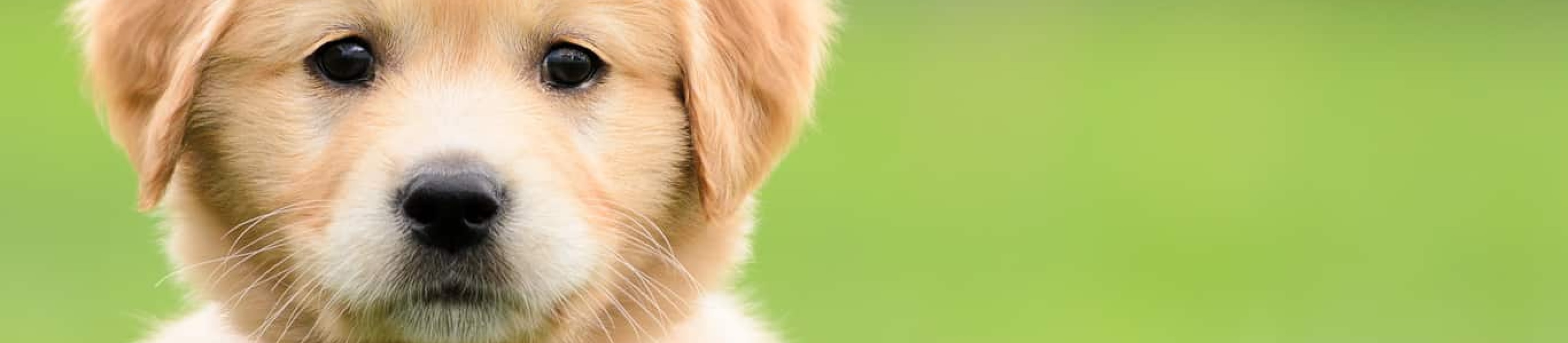 Golden Retriever Puppy in Red Collar