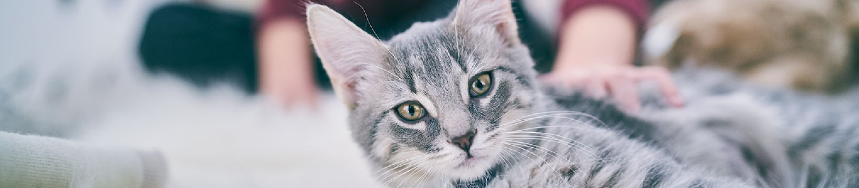 Gray cat laying down