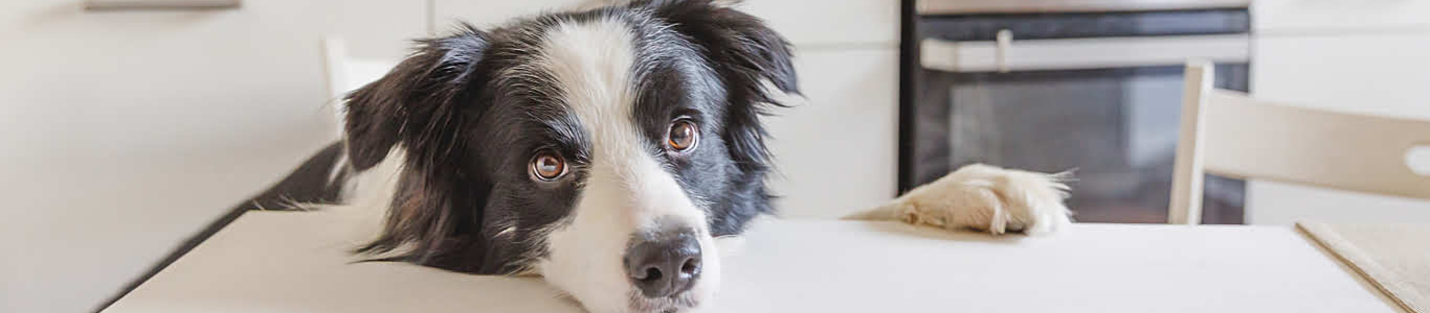 Border Collie with head on kitchen table