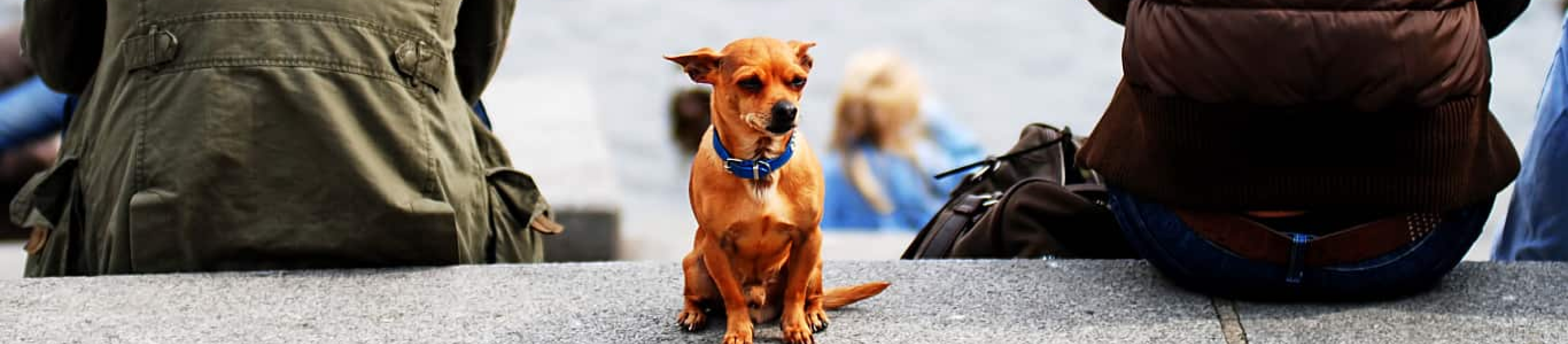 chihuahua between two people facing other way