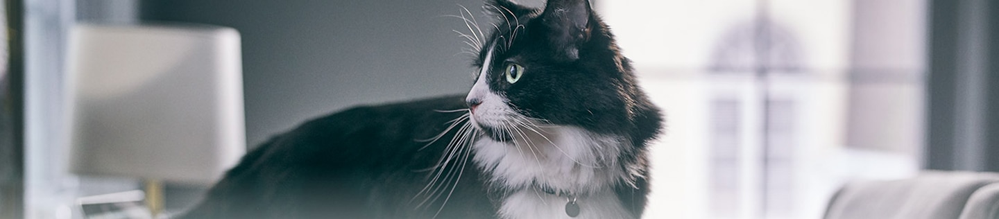 Black and white furry cat size 1