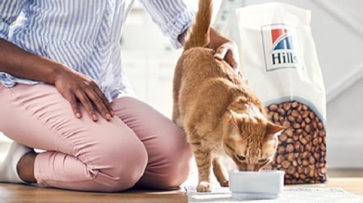 A cat eating Hill's Pet cat food