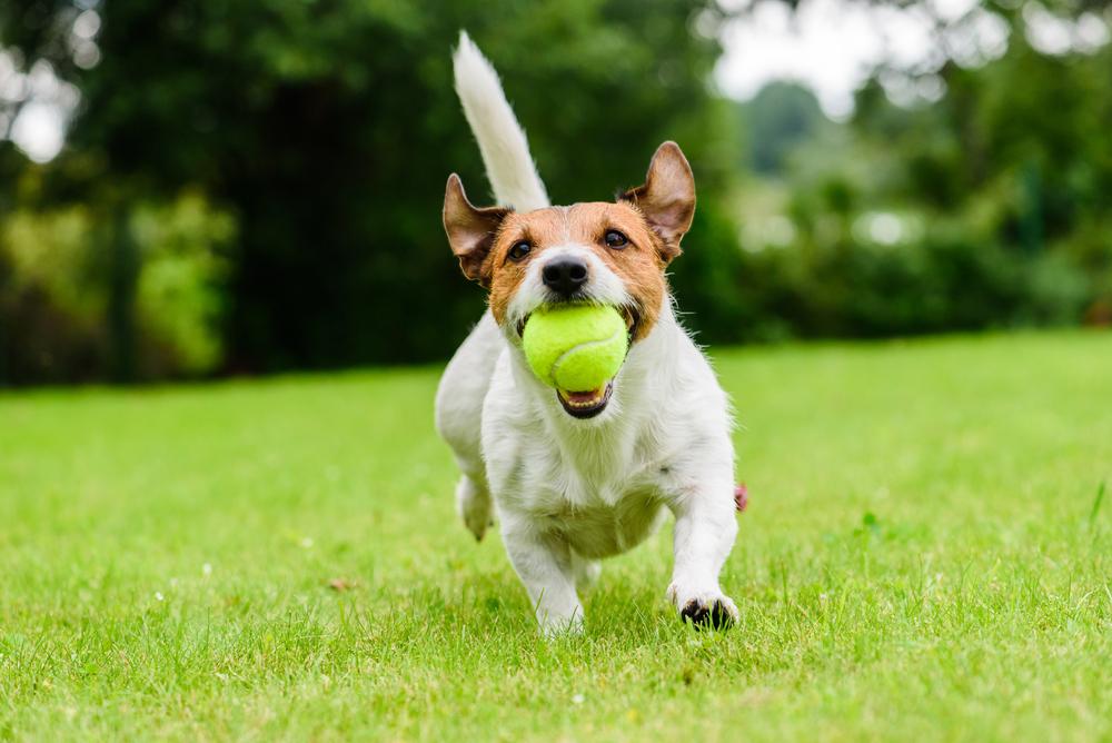 Dog playing with ball